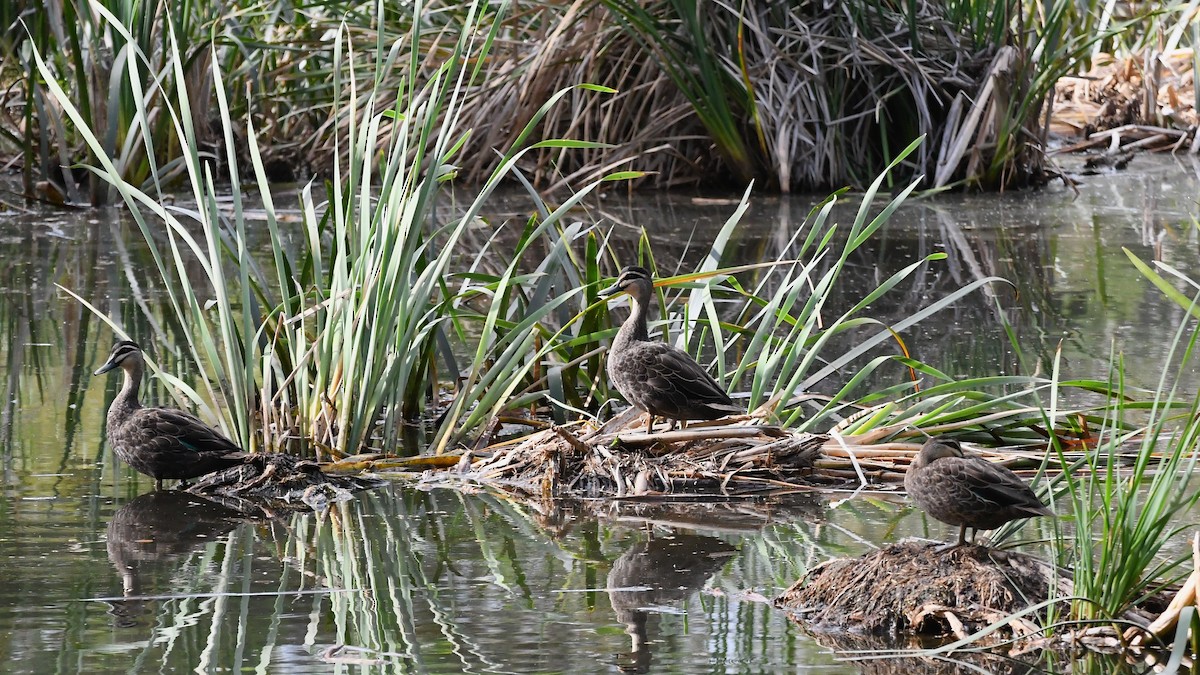 Pacific Black Duck - ML615574515