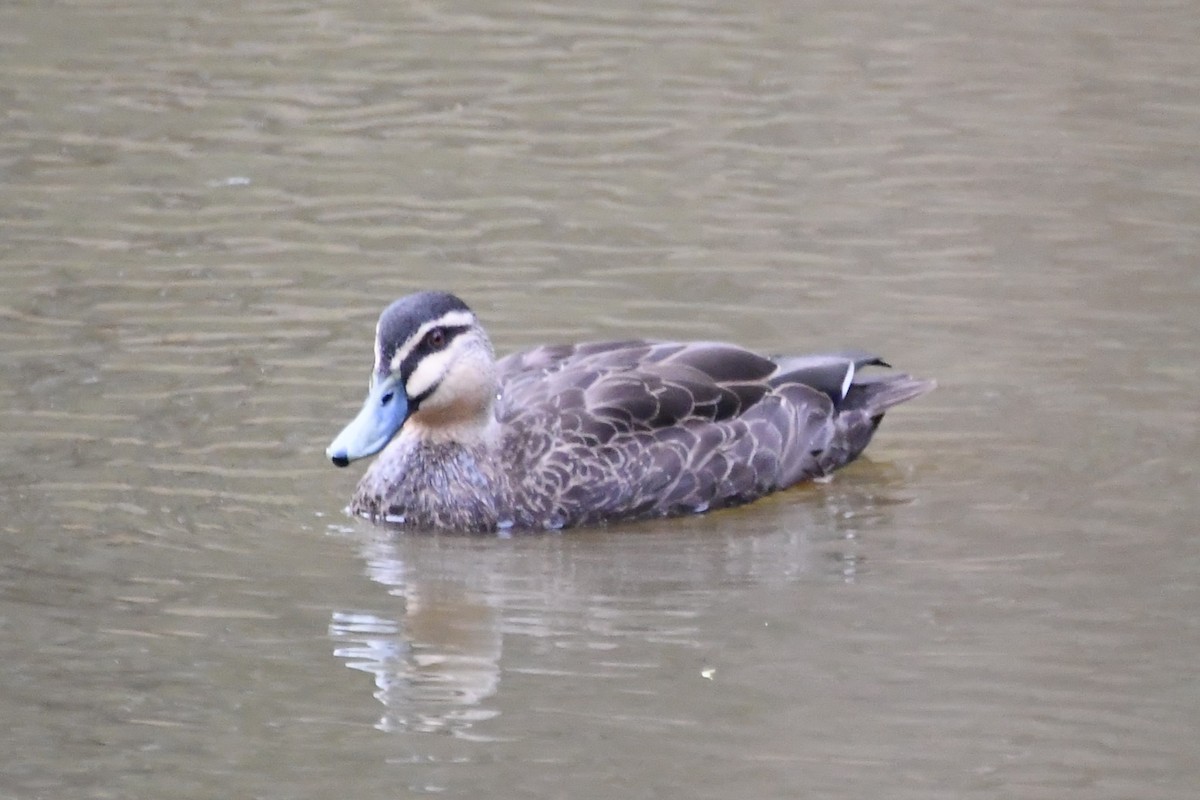 Pacific Black Duck - ML615574521