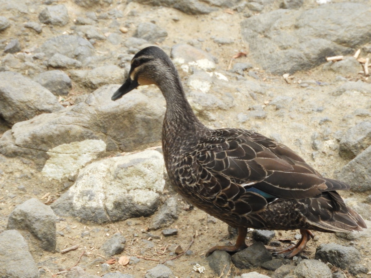 Mallard x Pacific Black Duck (hybrid) - ML615574571