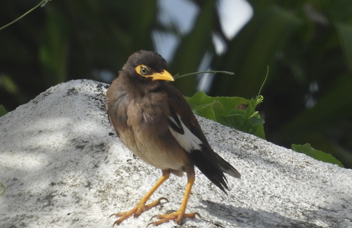 Common Myna - ML615574628