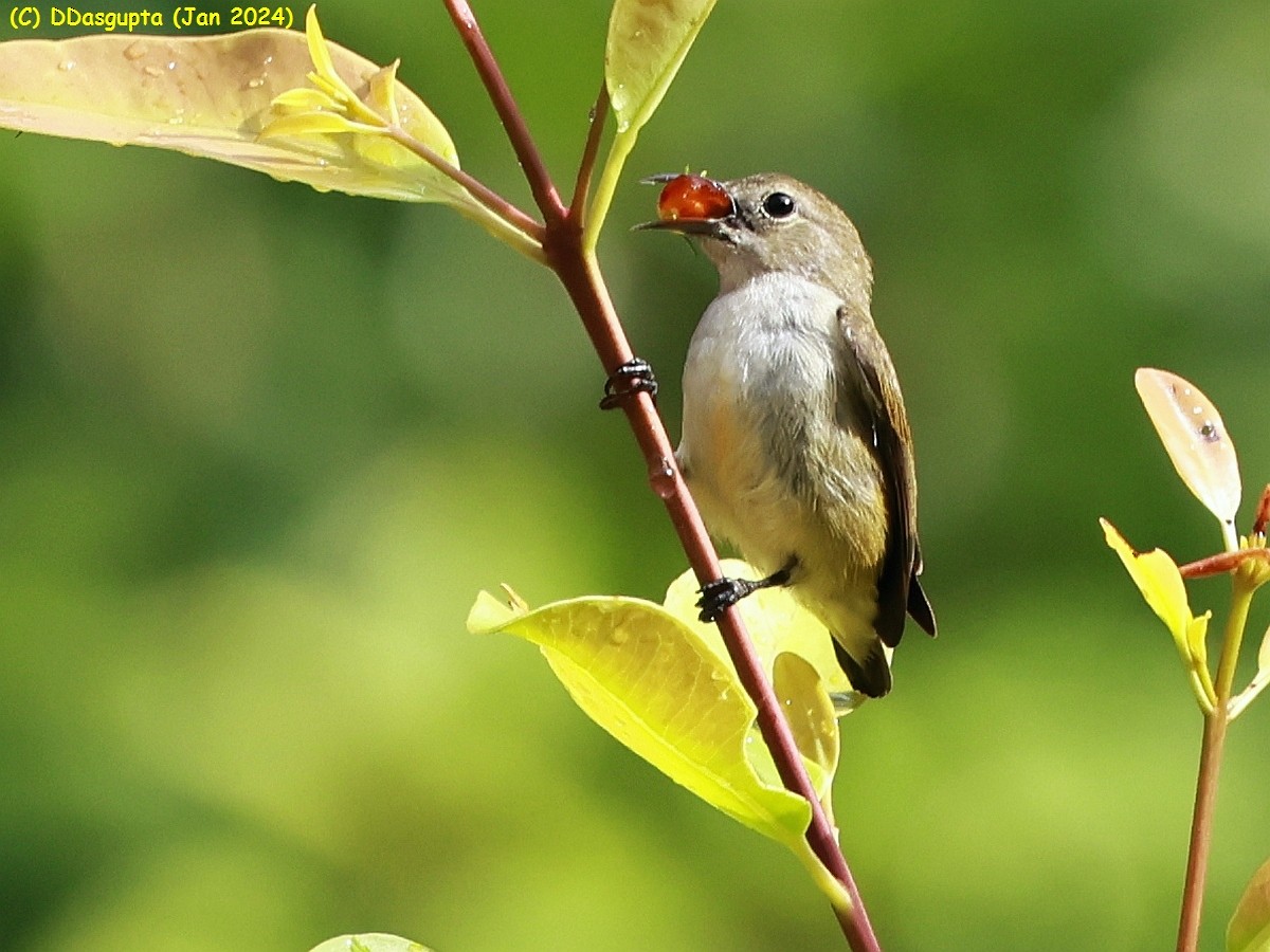 Andaman Flowerpecker - ML615574705