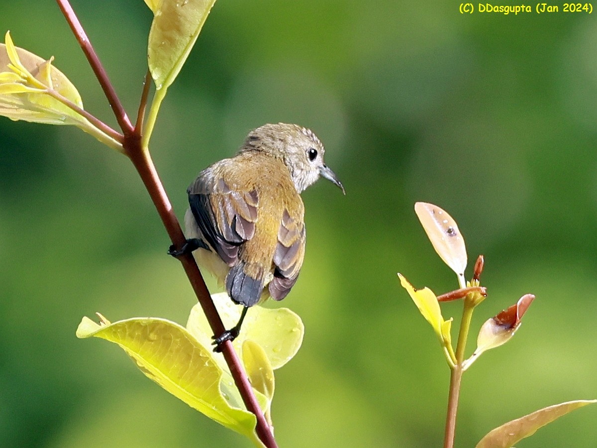 Andaman Flowerpecker - ML615574707