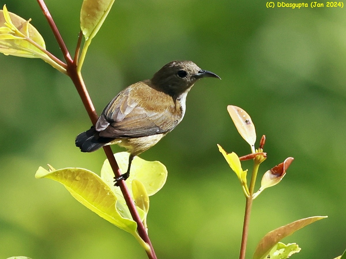 Andaman Flowerpecker - ML615574708