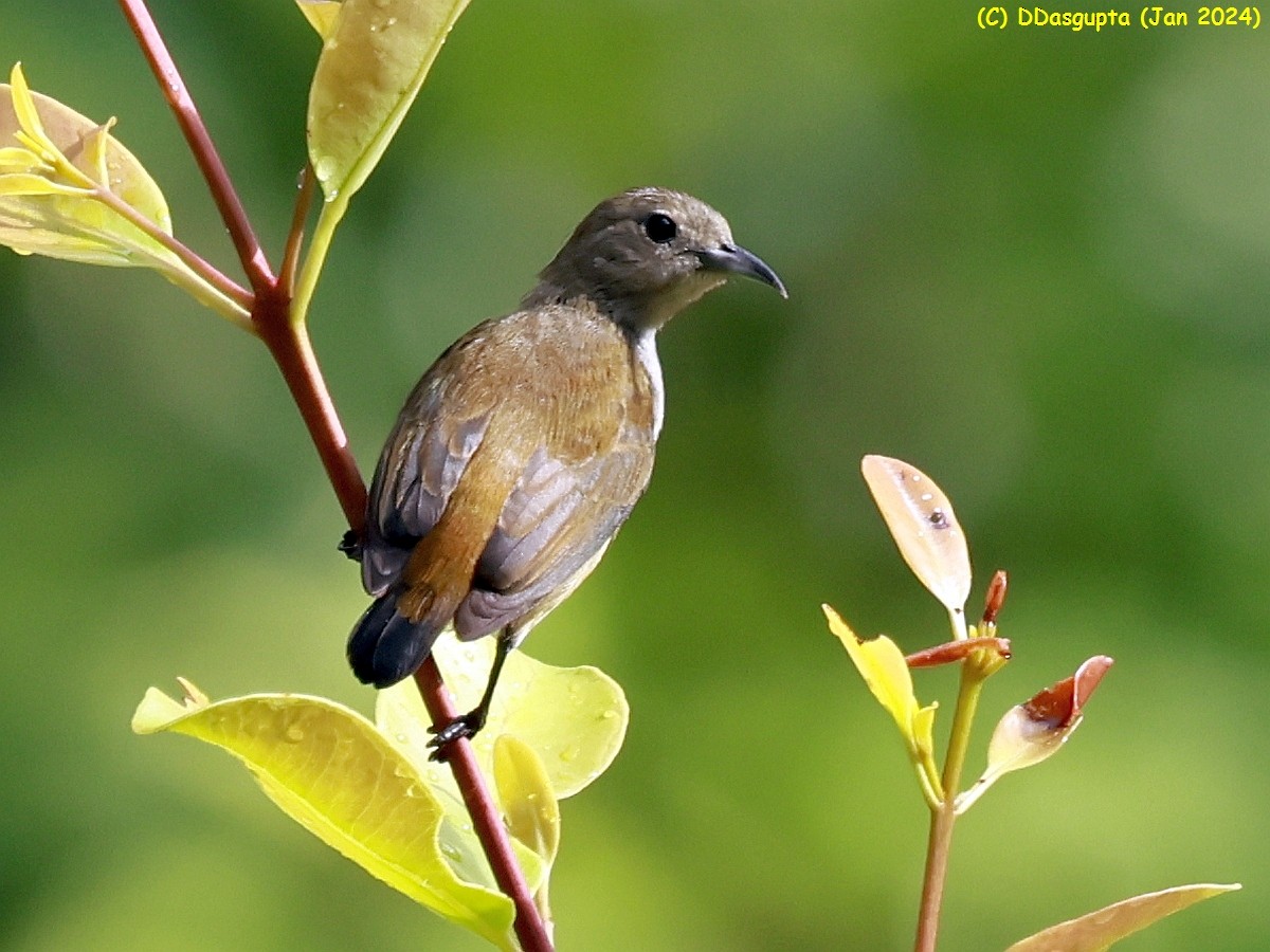 Andaman Flowerpecker - ML615574709