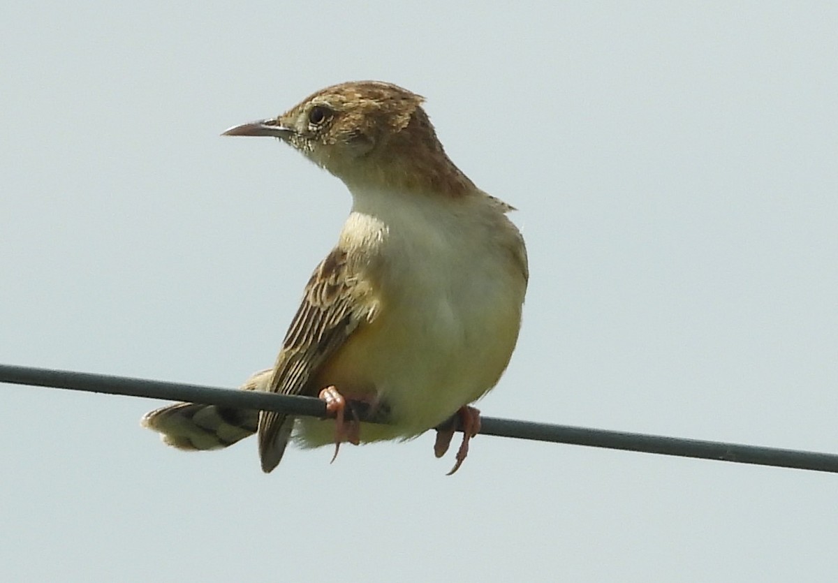 Tawny-flanked Prinia - ML615574752