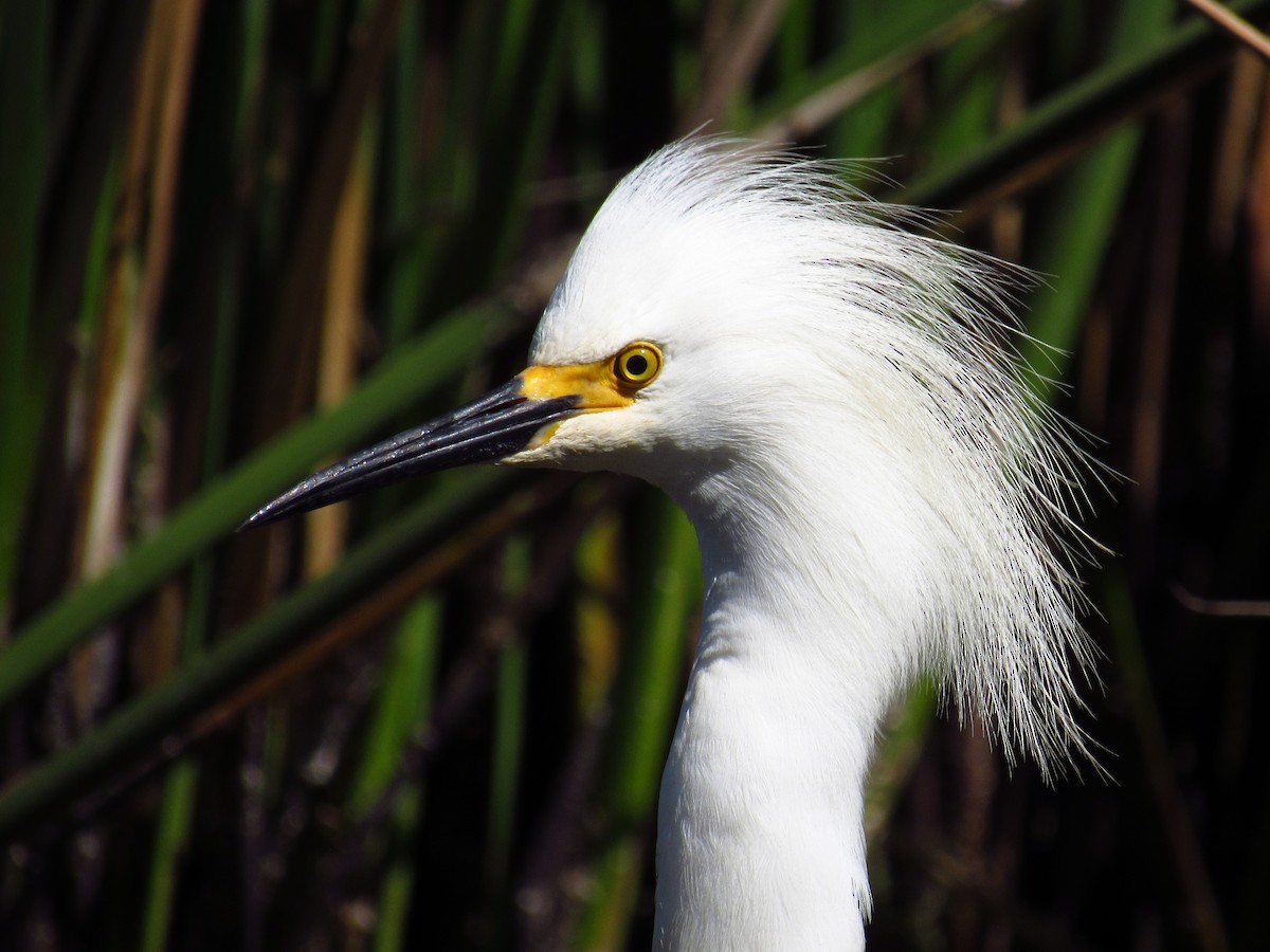 Snowy Egret - Mario Reyes