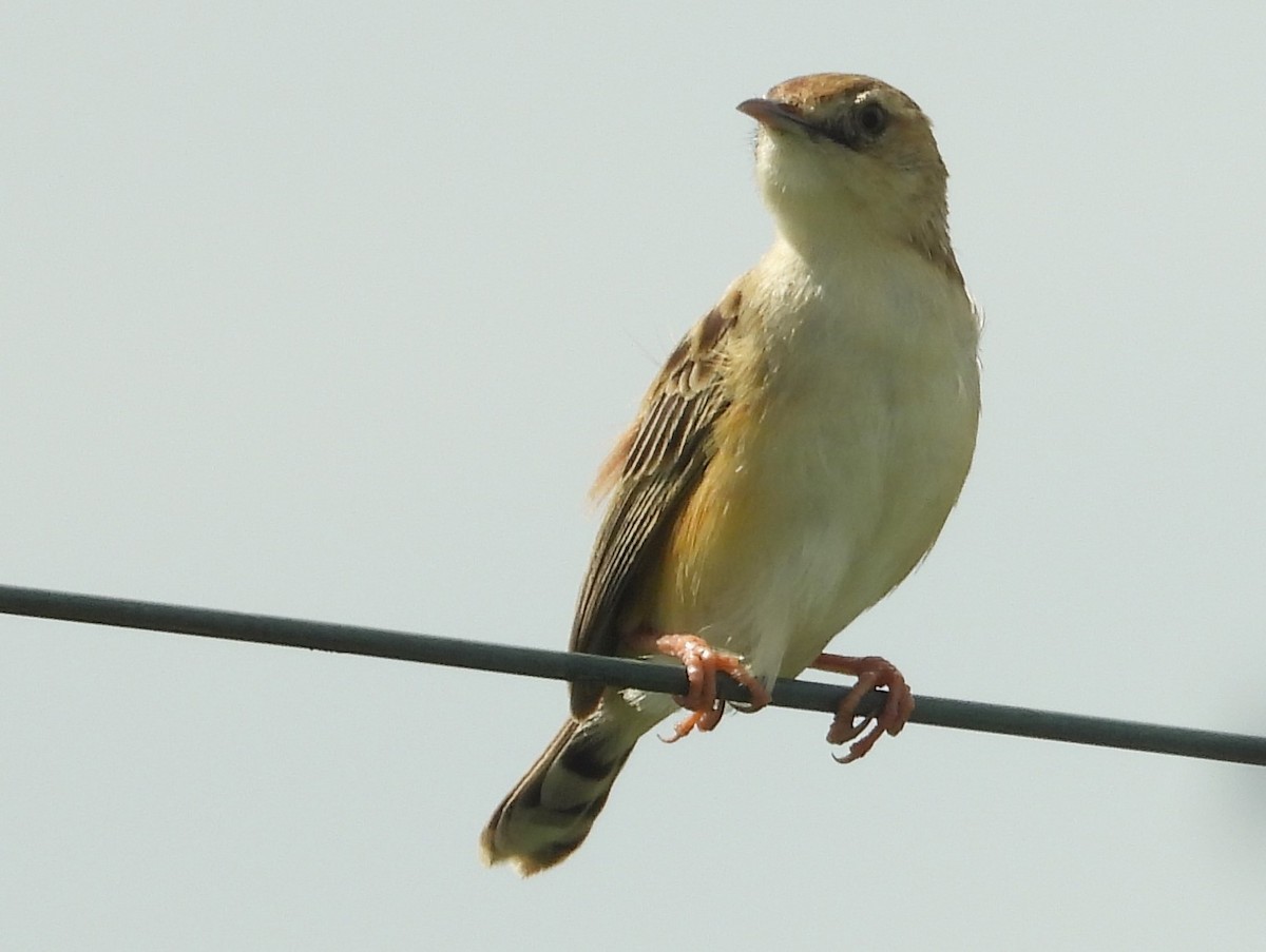 Tawny-flanked Prinia - Morten Winther Dahl