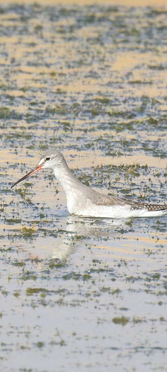 Spotted Redshank - ML615574835
