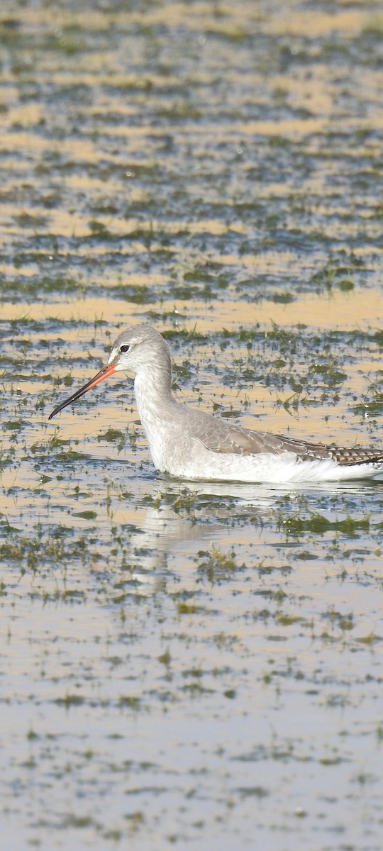 Spotted Redshank - ML615574836