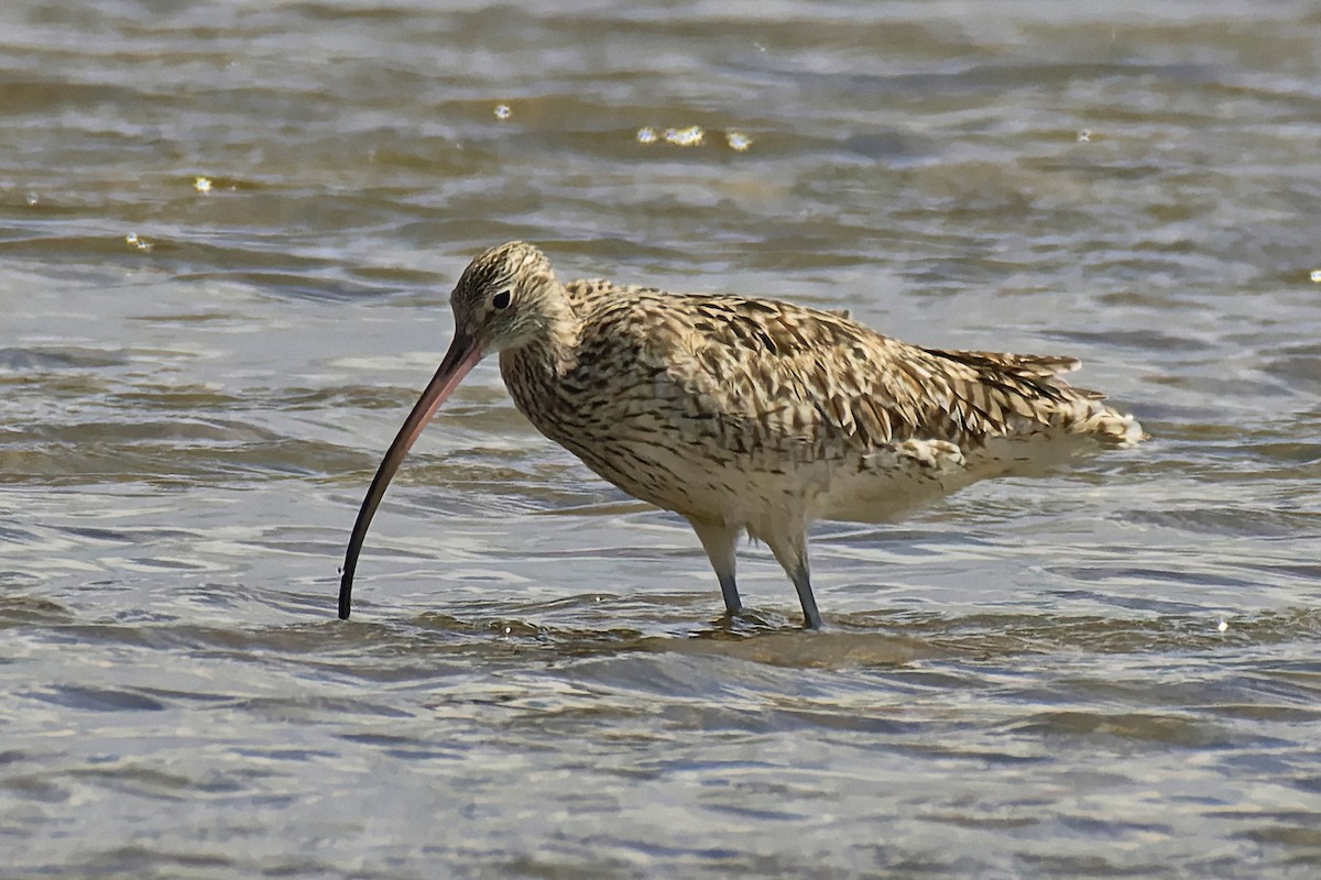 Far Eastern Curlew - ML615574846