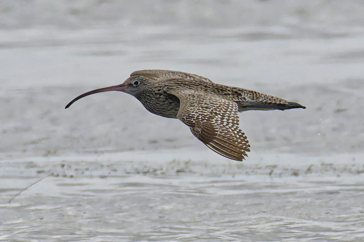 Far Eastern Curlew - ML615574847