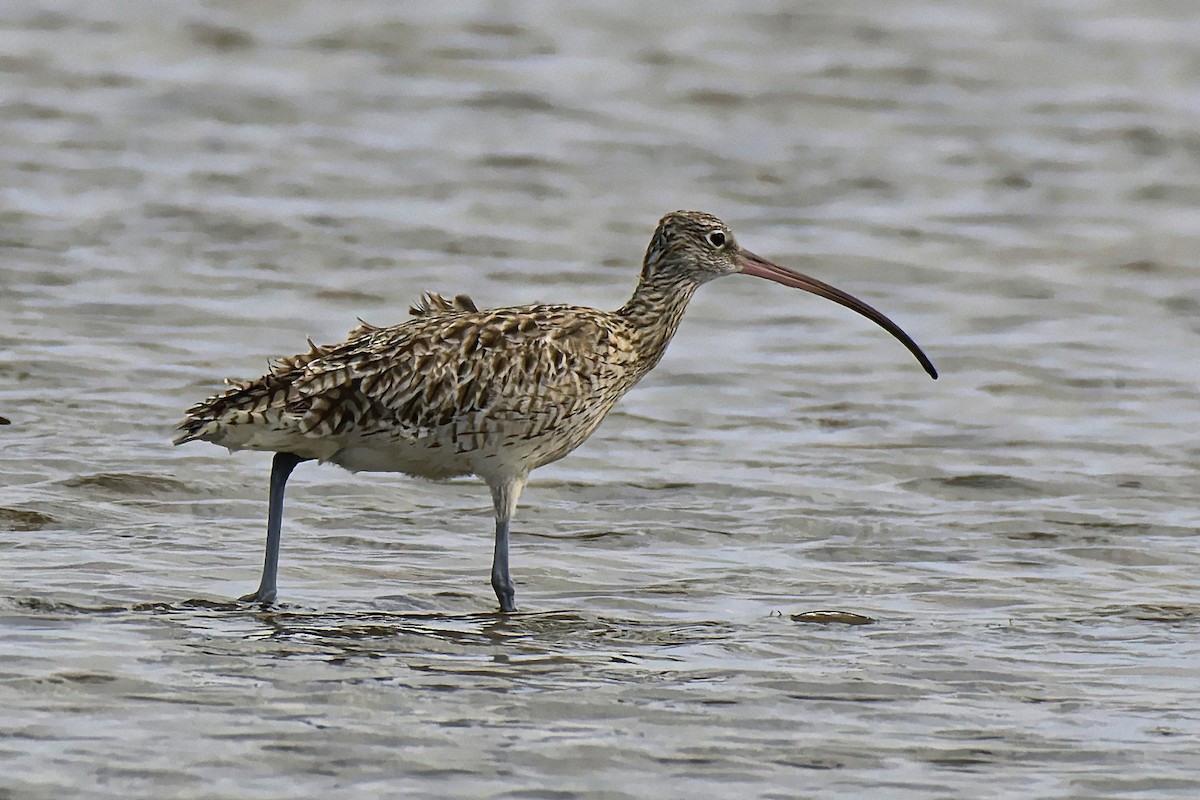 Far Eastern Curlew - ML615574848