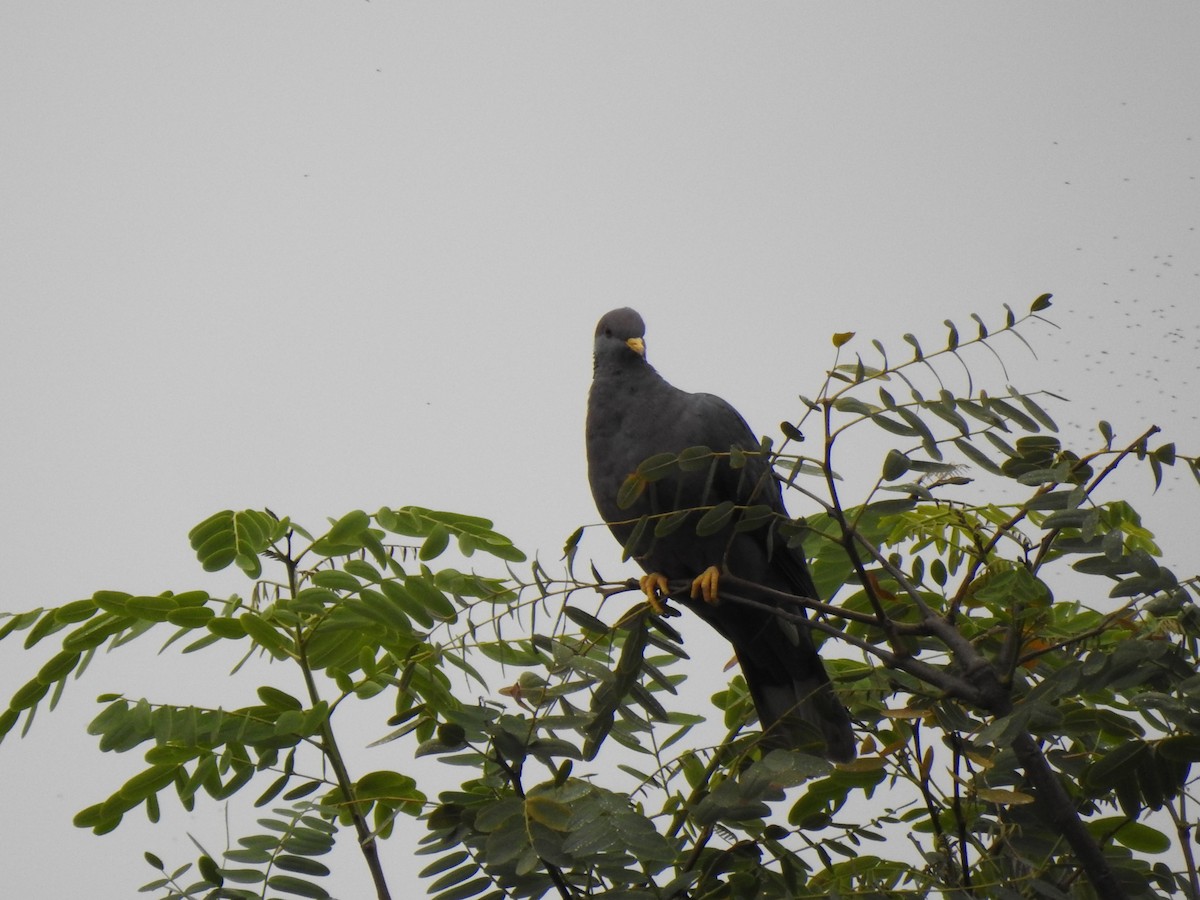 Band-tailed Pigeon - ML615574926