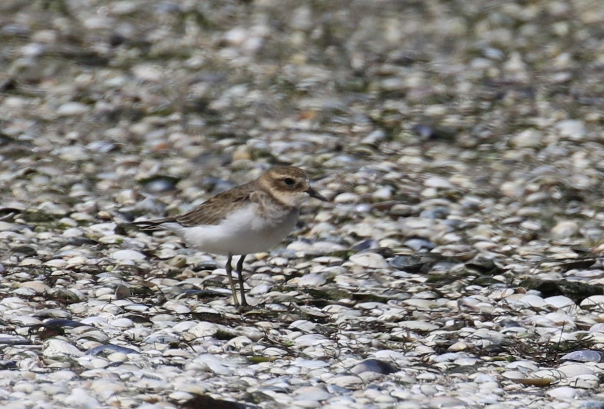 Double-banded Plover - ML615574958