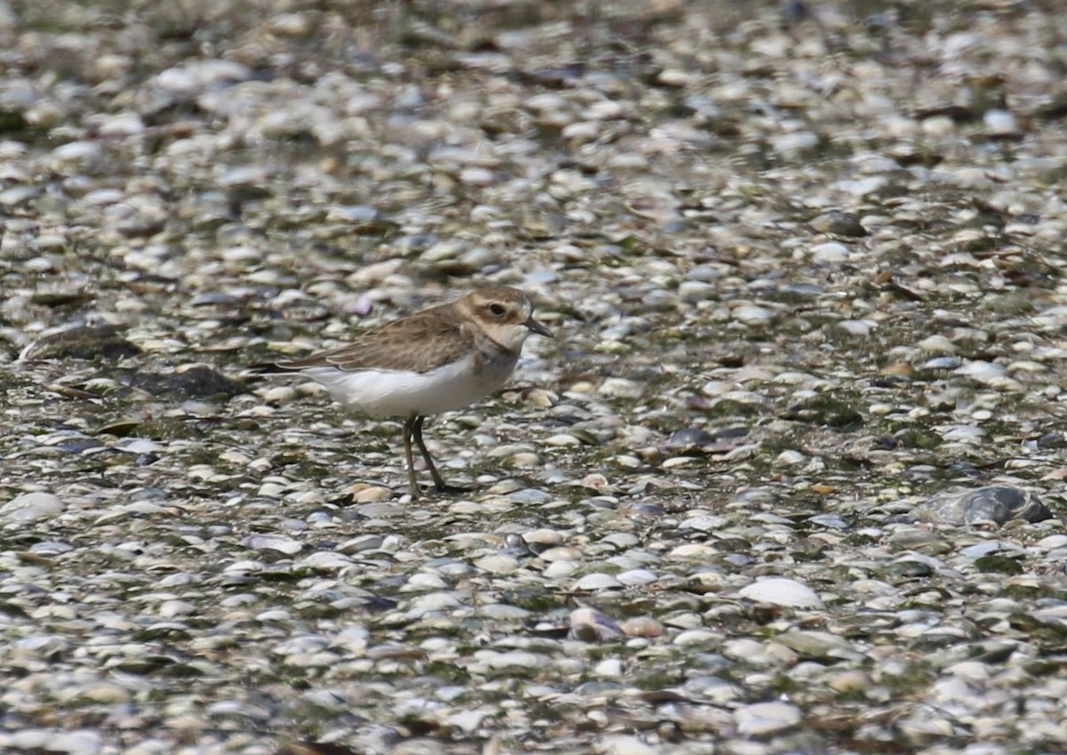 Double-banded Plover - ML615574962