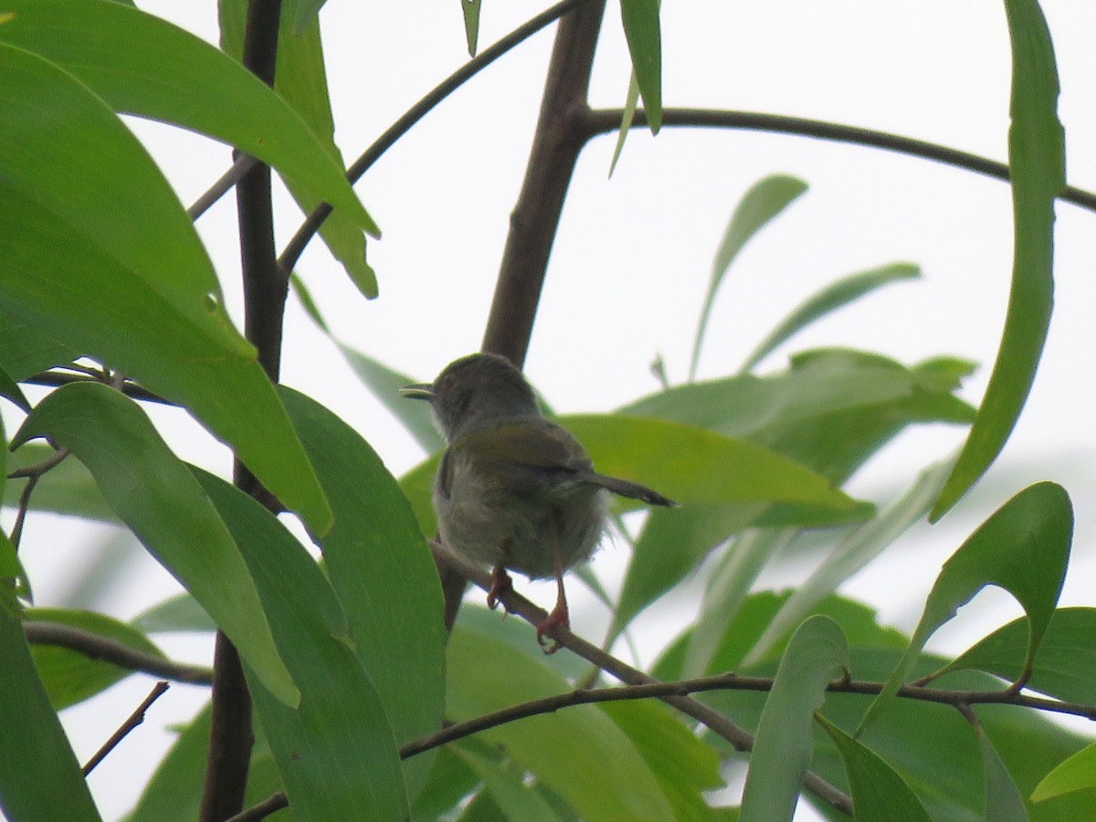 Green-backed Camaroptera - ML615574977