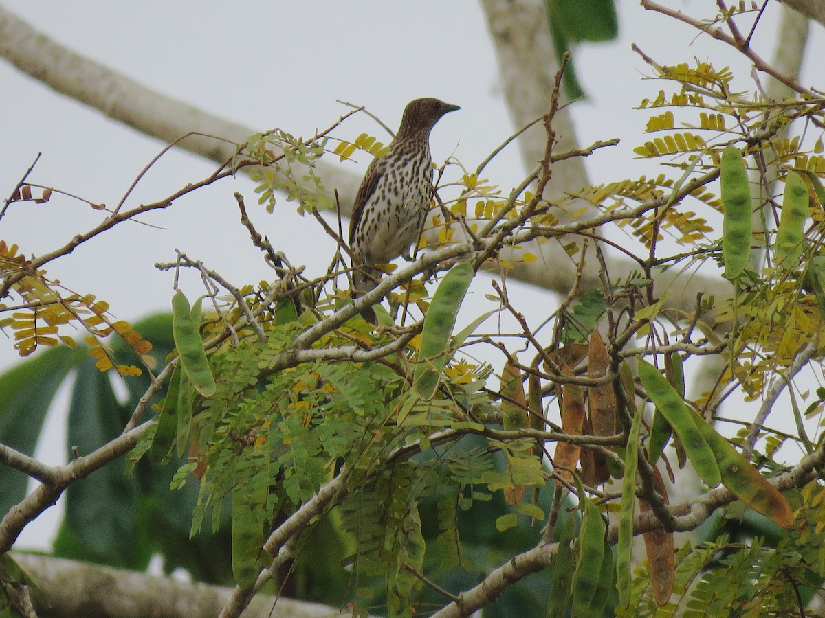 Violet-backed Starling - ML615575032