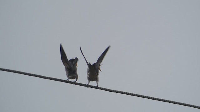 Barn Swallow - ML615575070