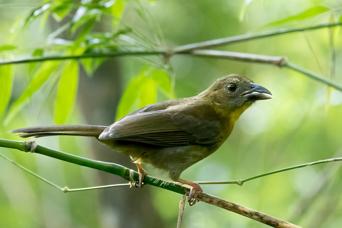 Red-throated Ant-Tanager - ML615575110