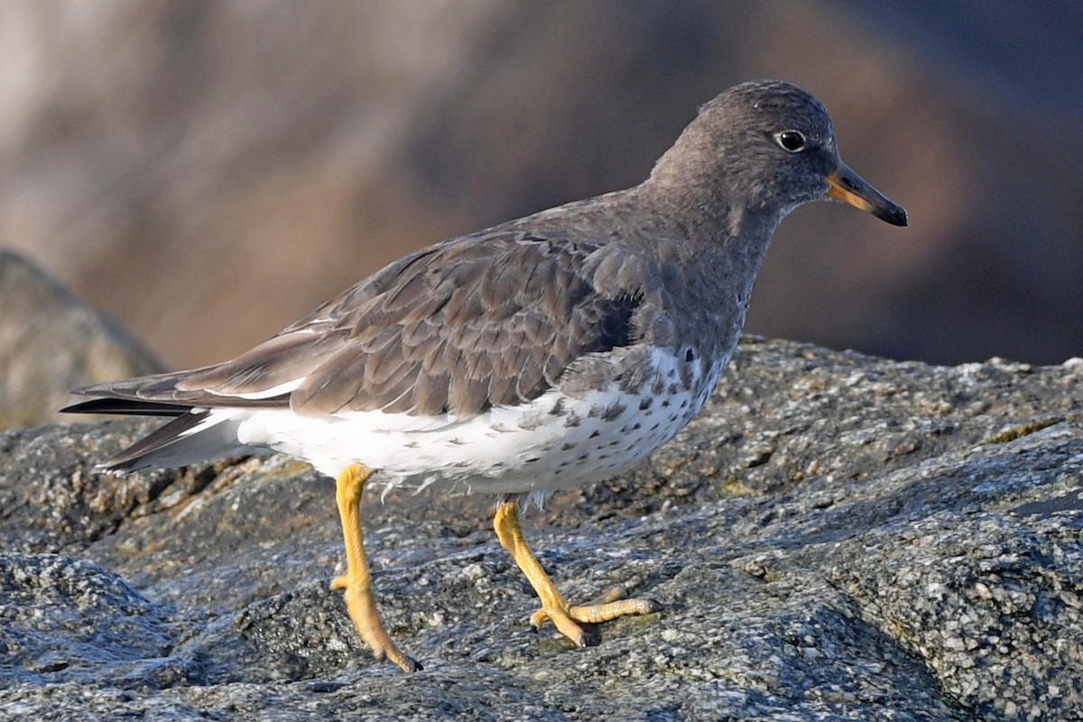 Surfbird - Timothy Carstens