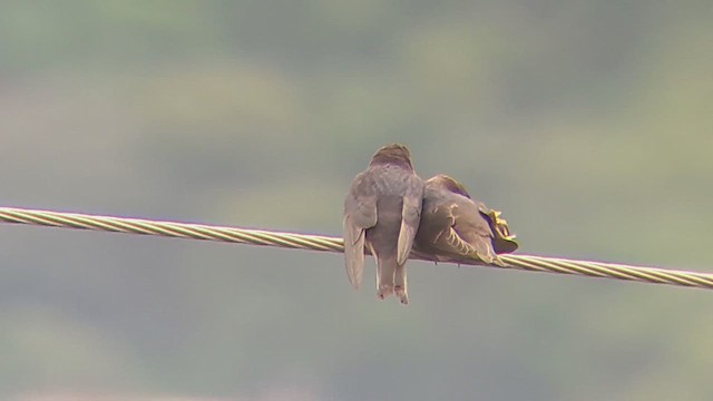 Barn Swallow - ML615575147