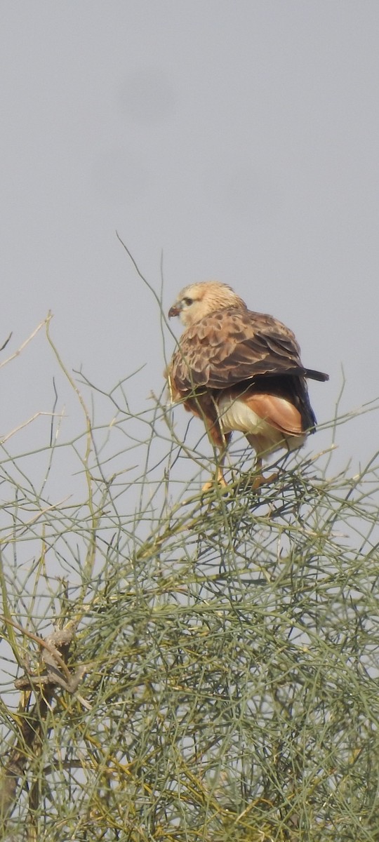 Long-legged Buzzard - Ranjeet Singh