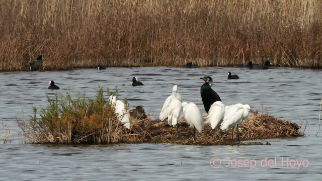 Little Egret - ML615575156