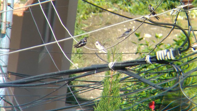 Barn Swallow (White-bellied) - ML615575180