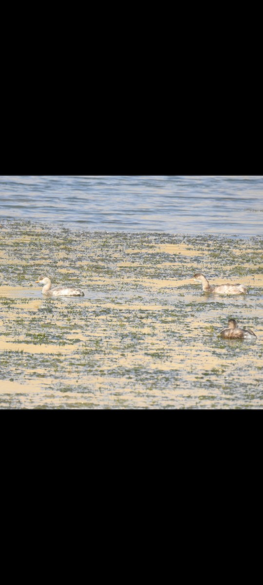 Little Grebe - ML615575213