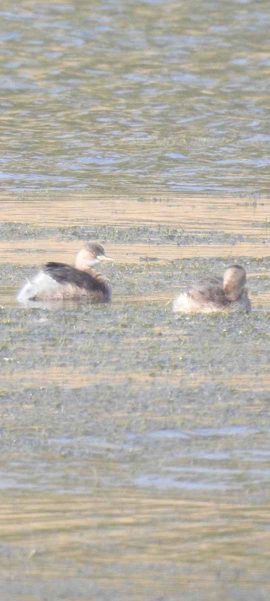 Little Grebe - ML615575215