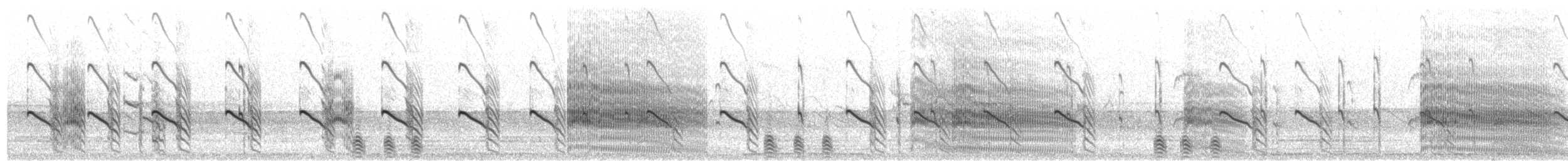 שחפית קוטב - ML615575235