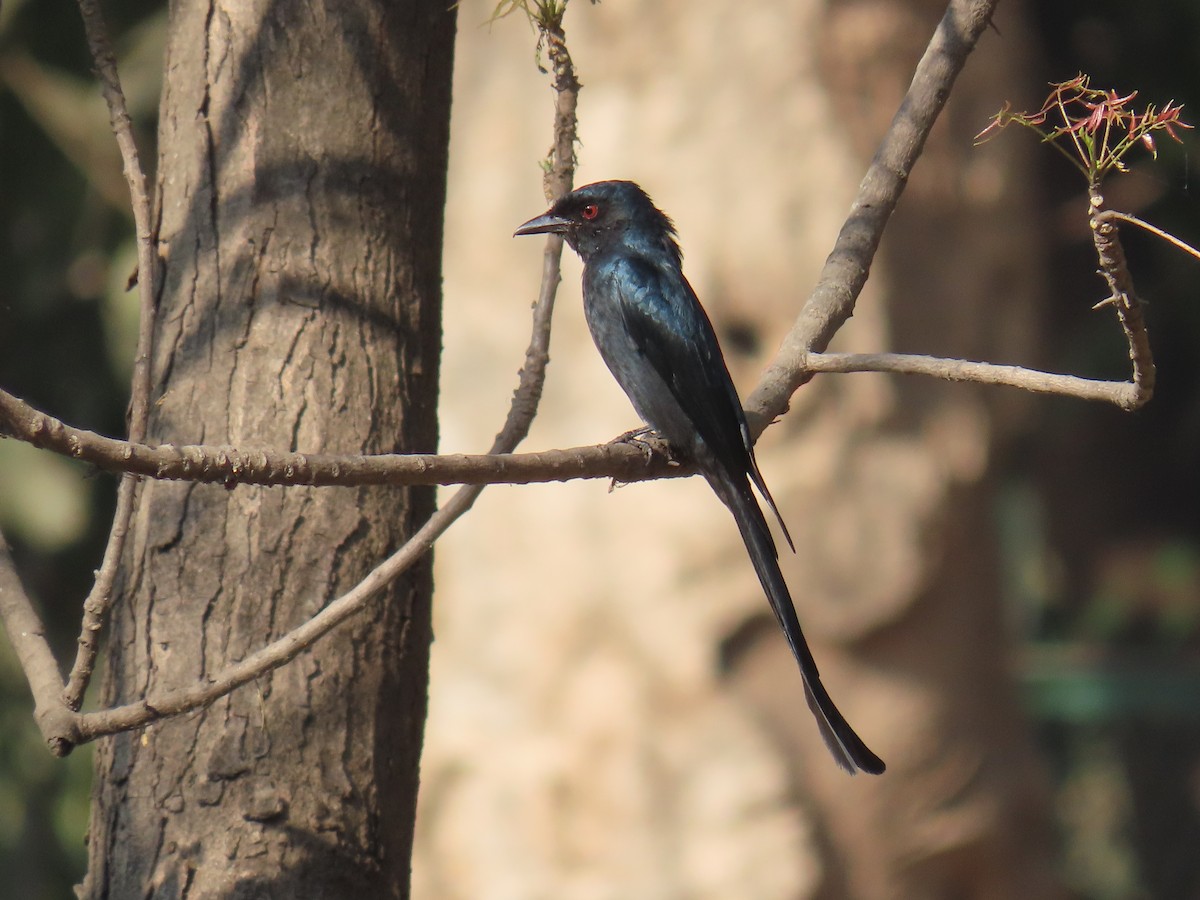 Ashy Drongo - ML615575254