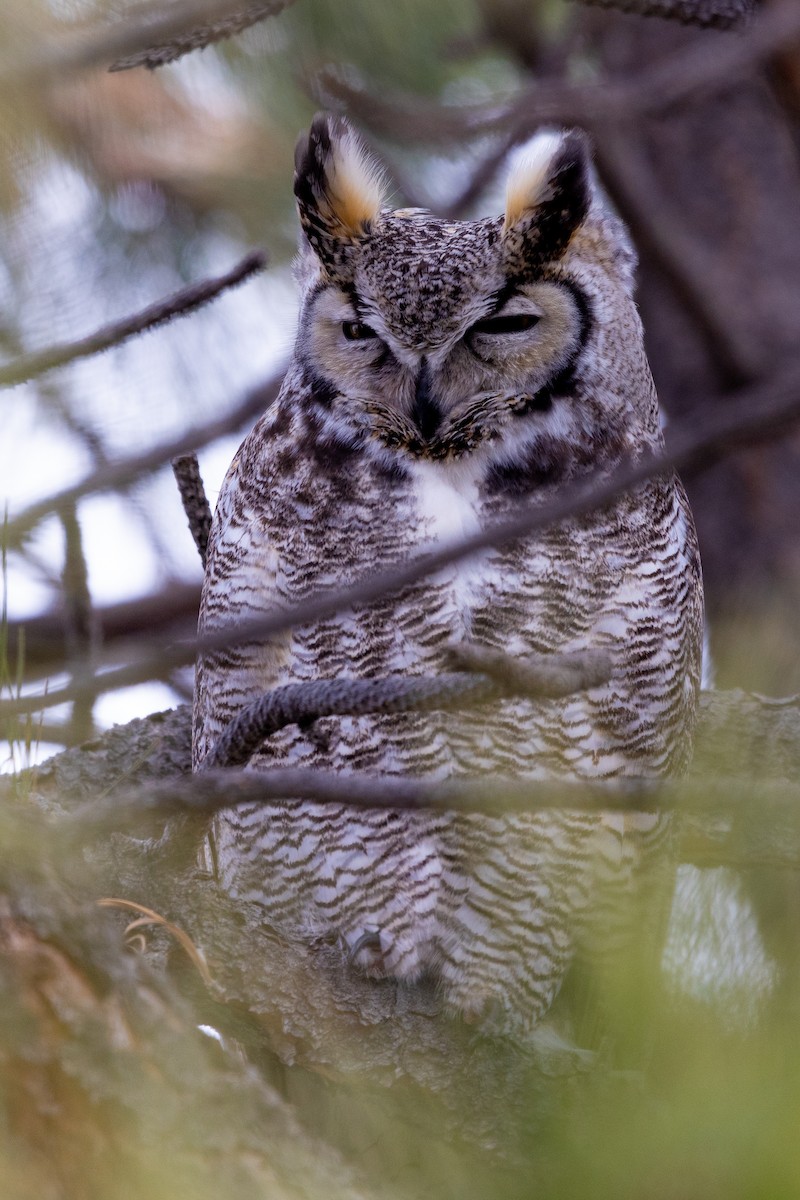 Great Horned Owl - ML615575290