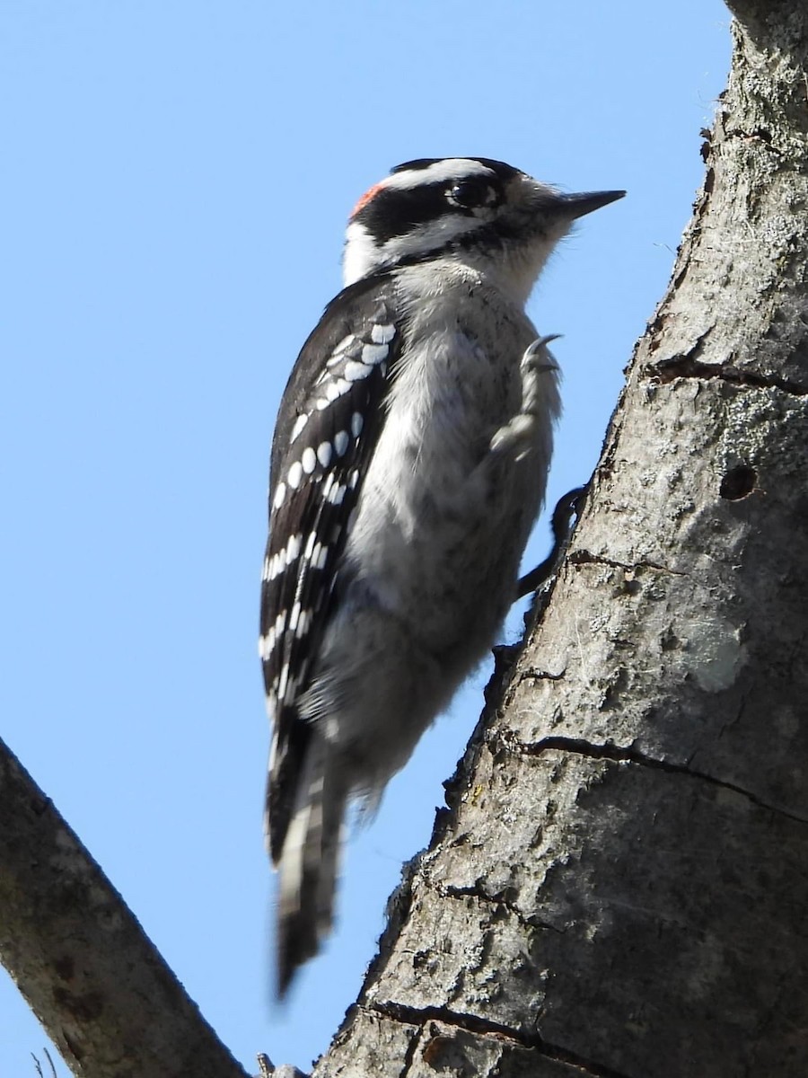 Downy Woodpecker - ML615575330