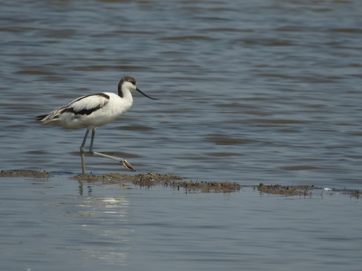 Avocette élégante - ML615575360