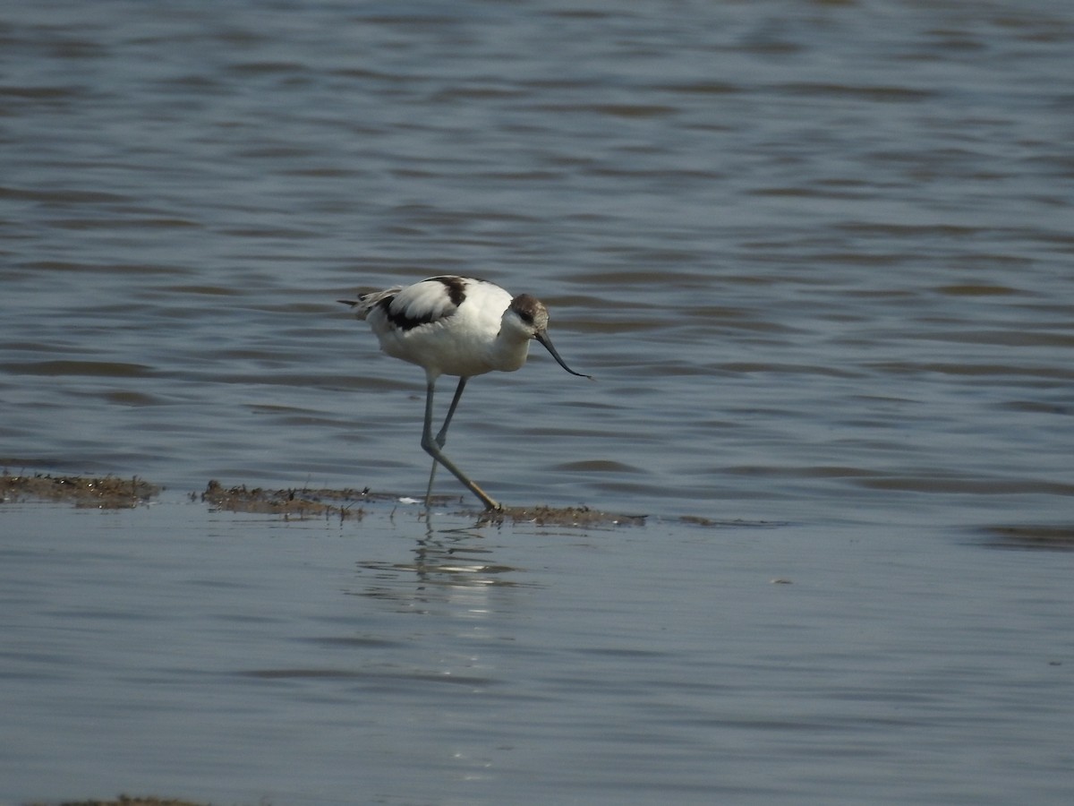 Pied Avocet - ML615575363