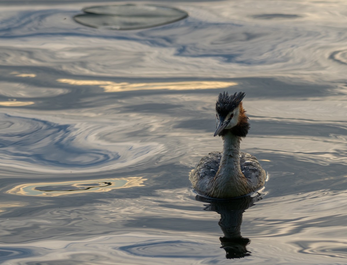 Great Crested Grebe - ML615575366