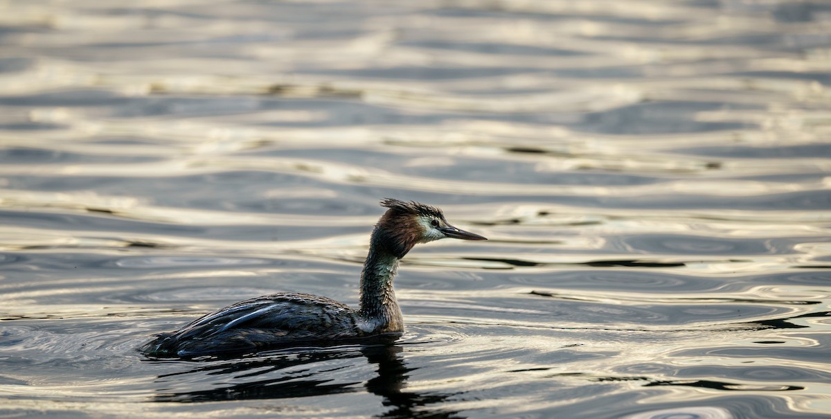 Great Crested Grebe - ML615575367