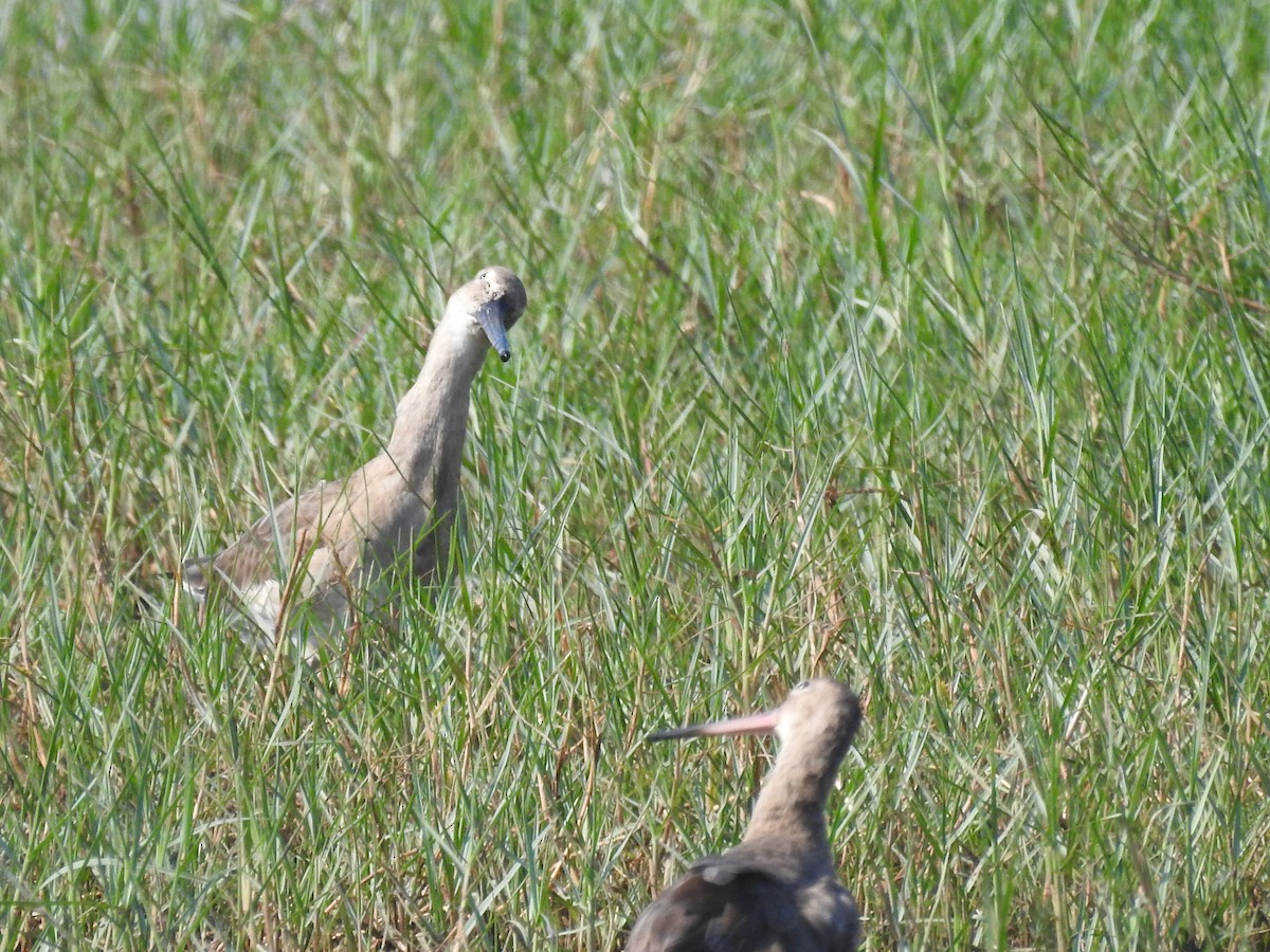 Asian Dowitcher - Anoop Jacob