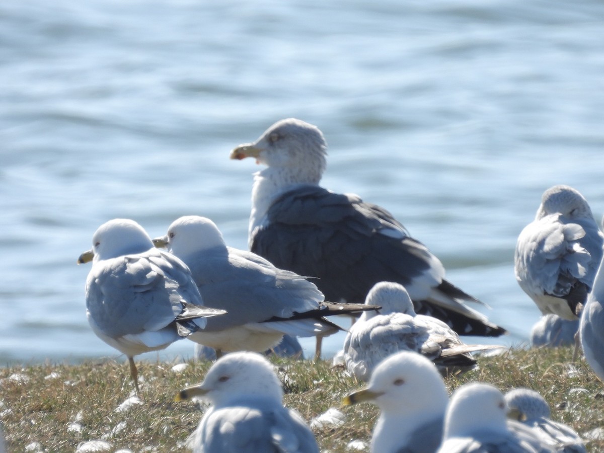 Lesser Black-backed Gull - ML615575374