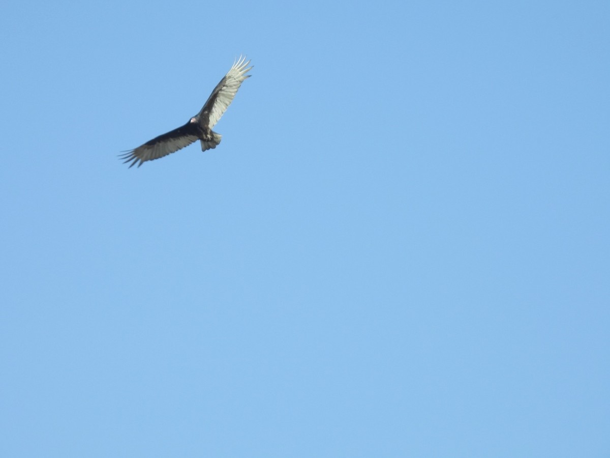 Turkey Vulture - ML615575379