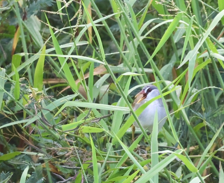 White-browed Crake - ML615575390