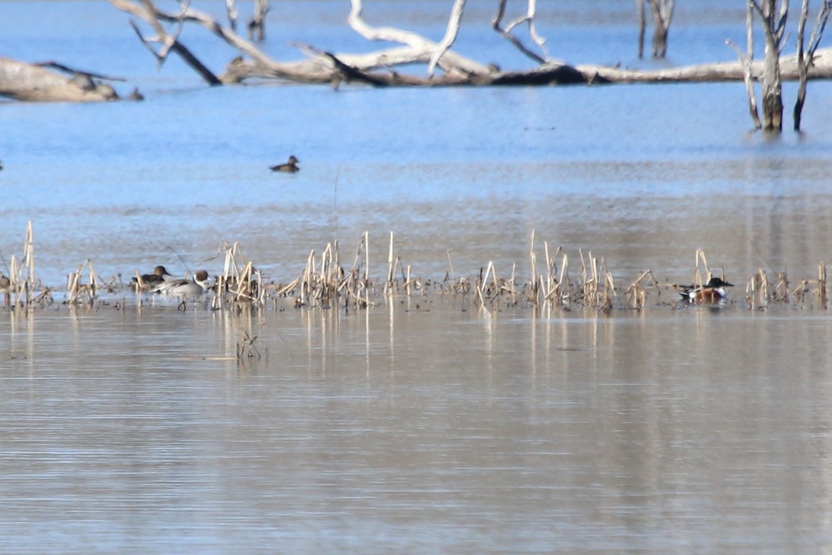 Northern Shoveler - ML615575505