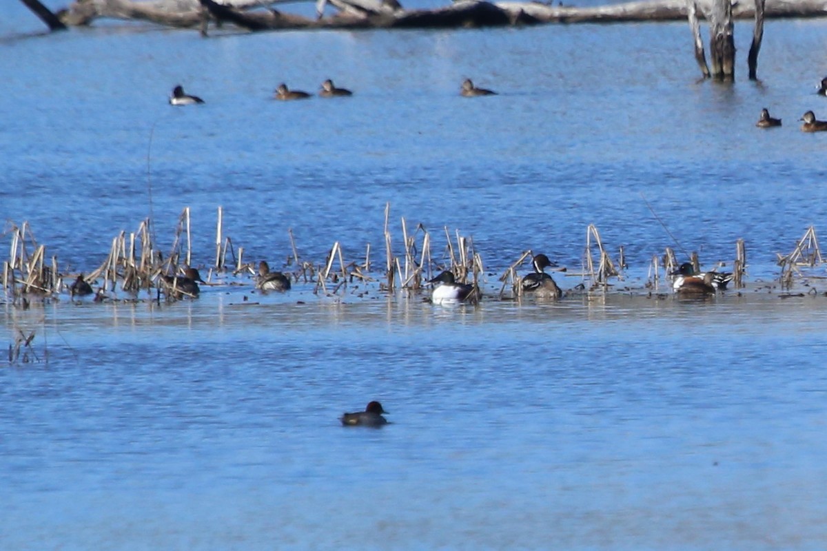 Northern Pintail - ML615575507