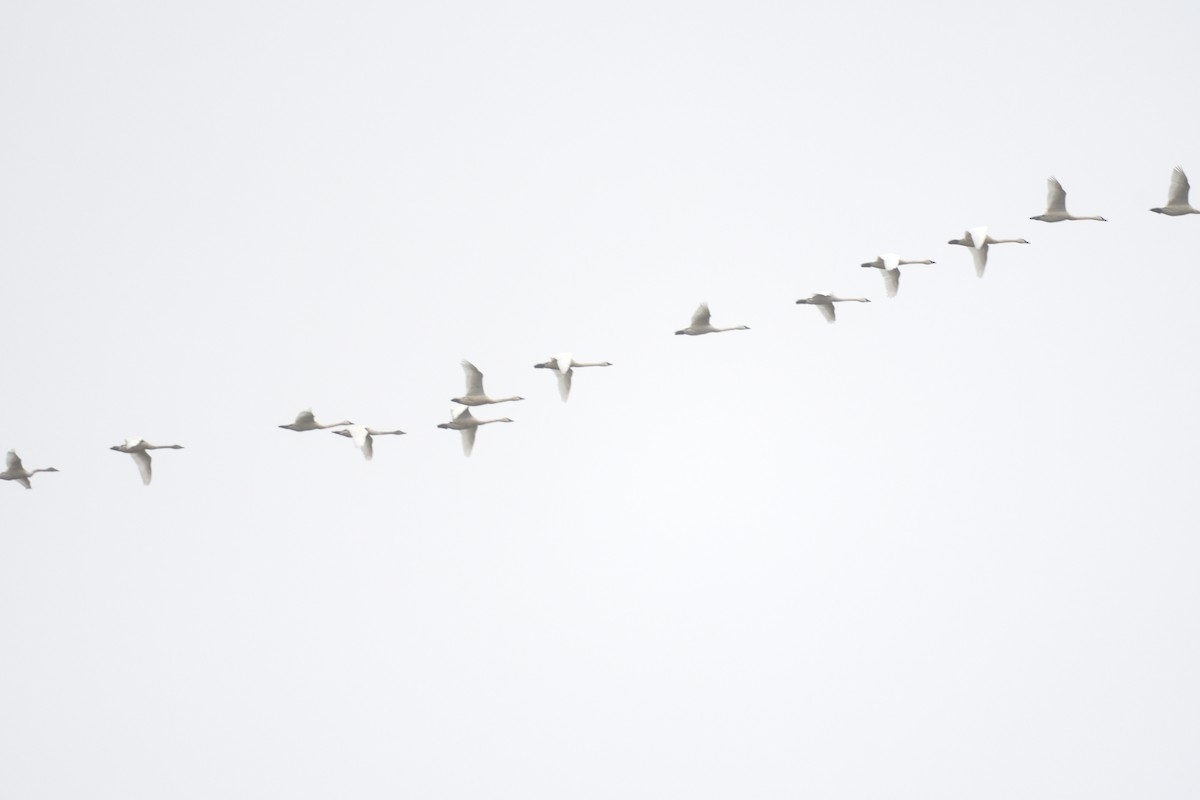 Tundra Swan - ML615575544