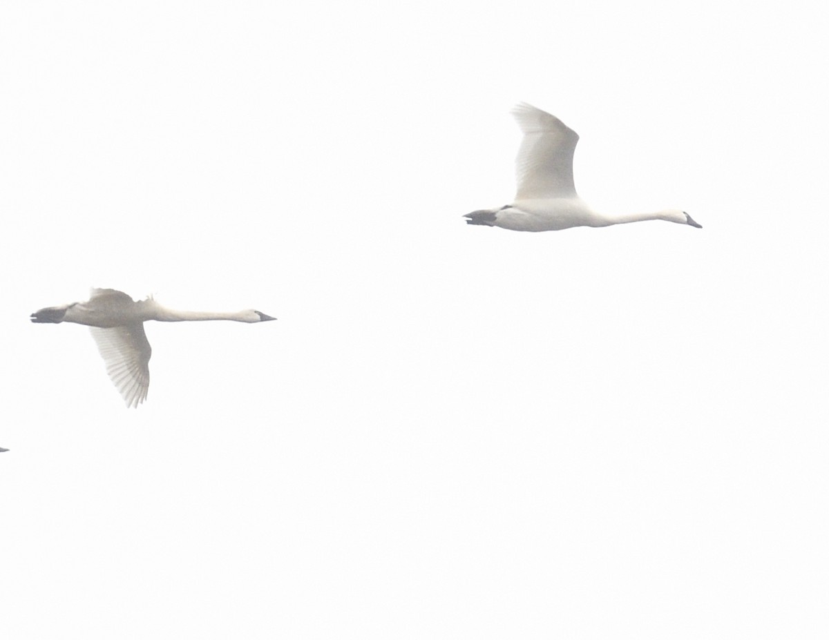 Tundra Swan - Margaret Hough