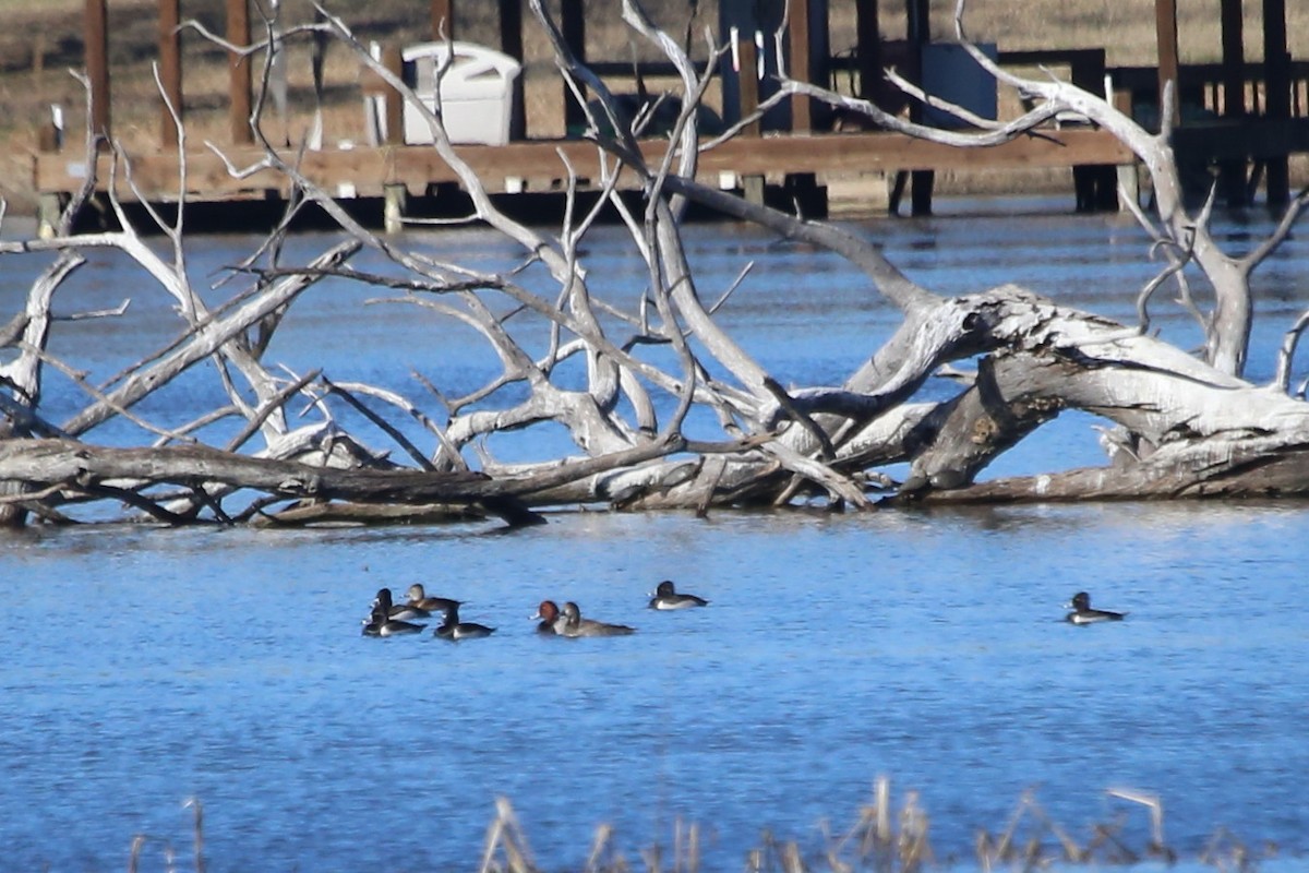 Ring-necked Duck - ML615575579