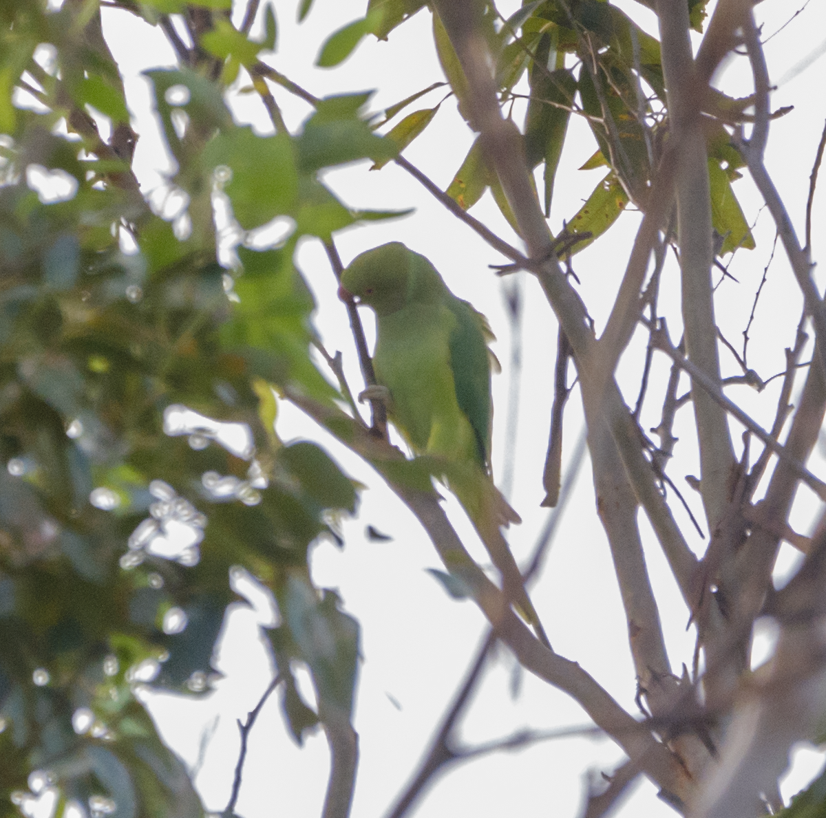 Rose-ringed Parakeet - ML615575585