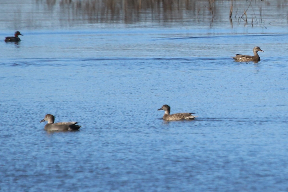 Gadwall - ML615575626