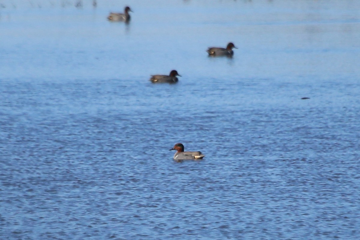 Green-winged Teal - ML615575634